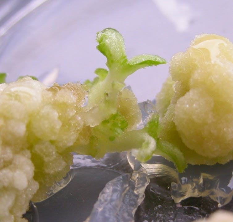 Methuselah and immortality within the plant international 3 file 20260112 56 5itl3l.jpg?ixlib=rb 4.1