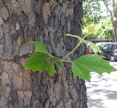 Methuselah and immortality within the plant international 4 file 20260112 56 p4xs0s.jpg?ixlib=rb 4.1