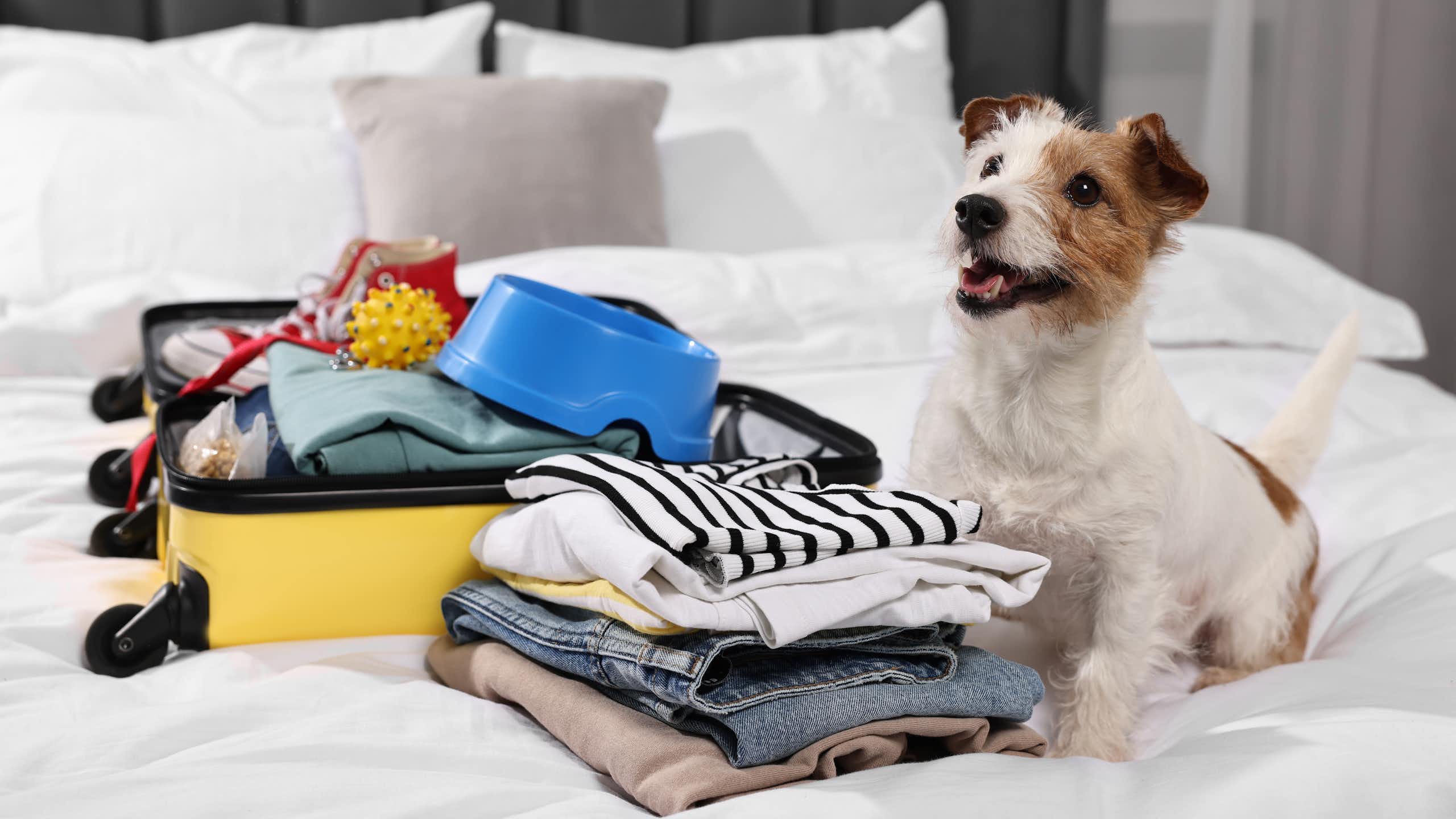 Chien devant sa valise de vacances.