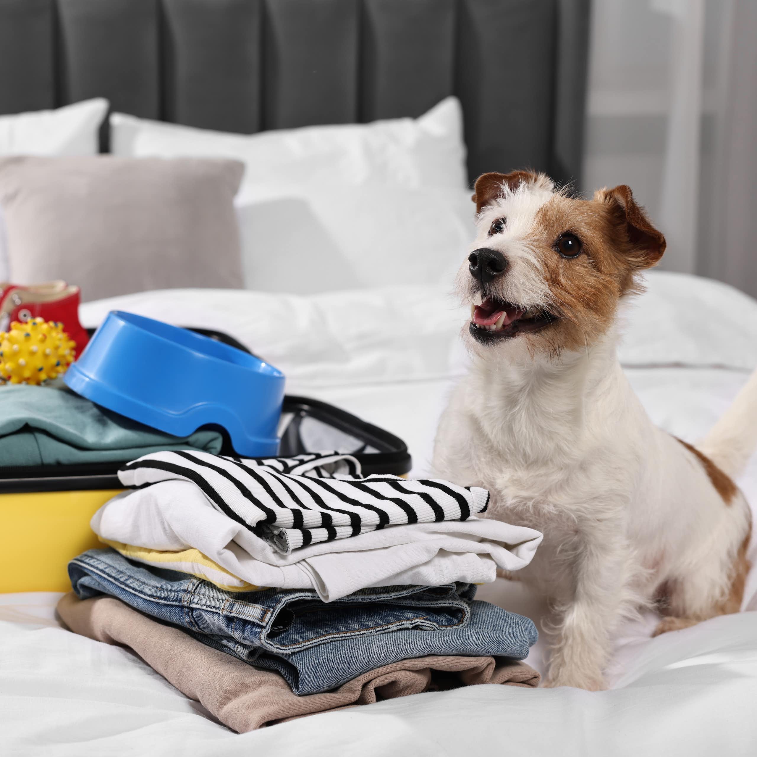 Chien devant sa valise de vacances.