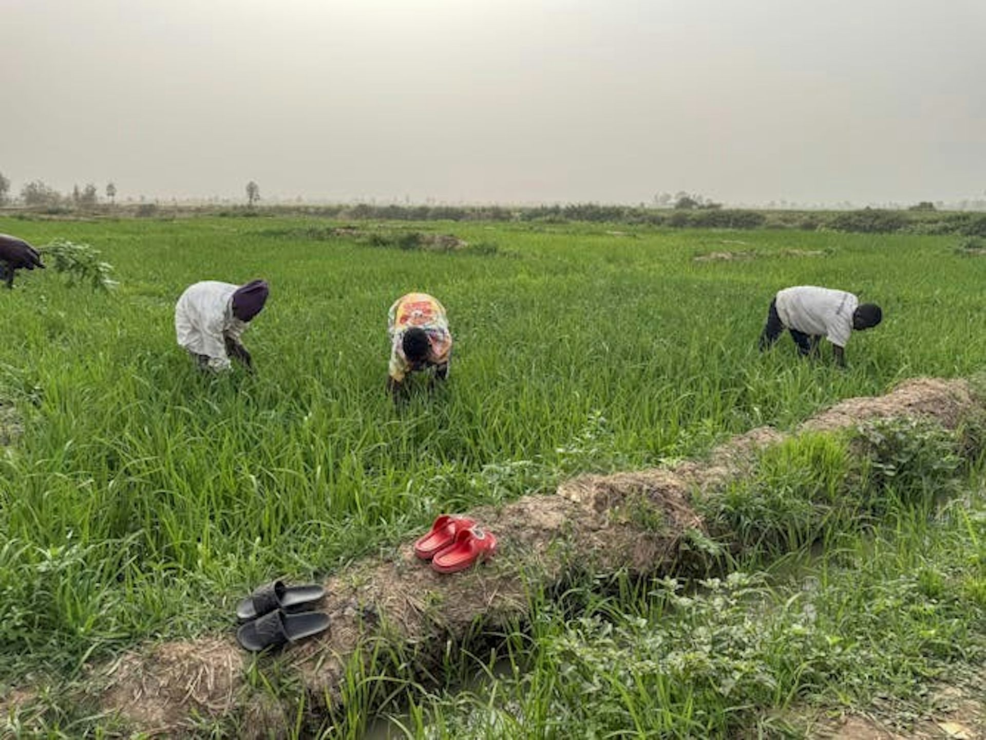 Des gens penchés dans un champ vert