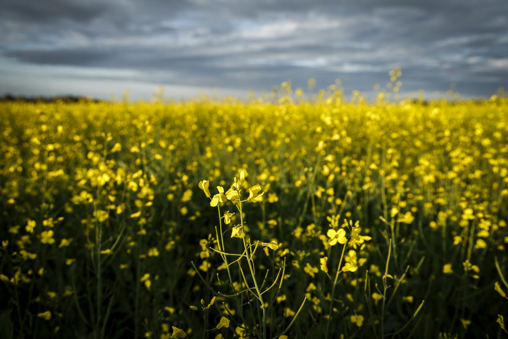 A field of yellow flowering canola plants under a leaden sky.