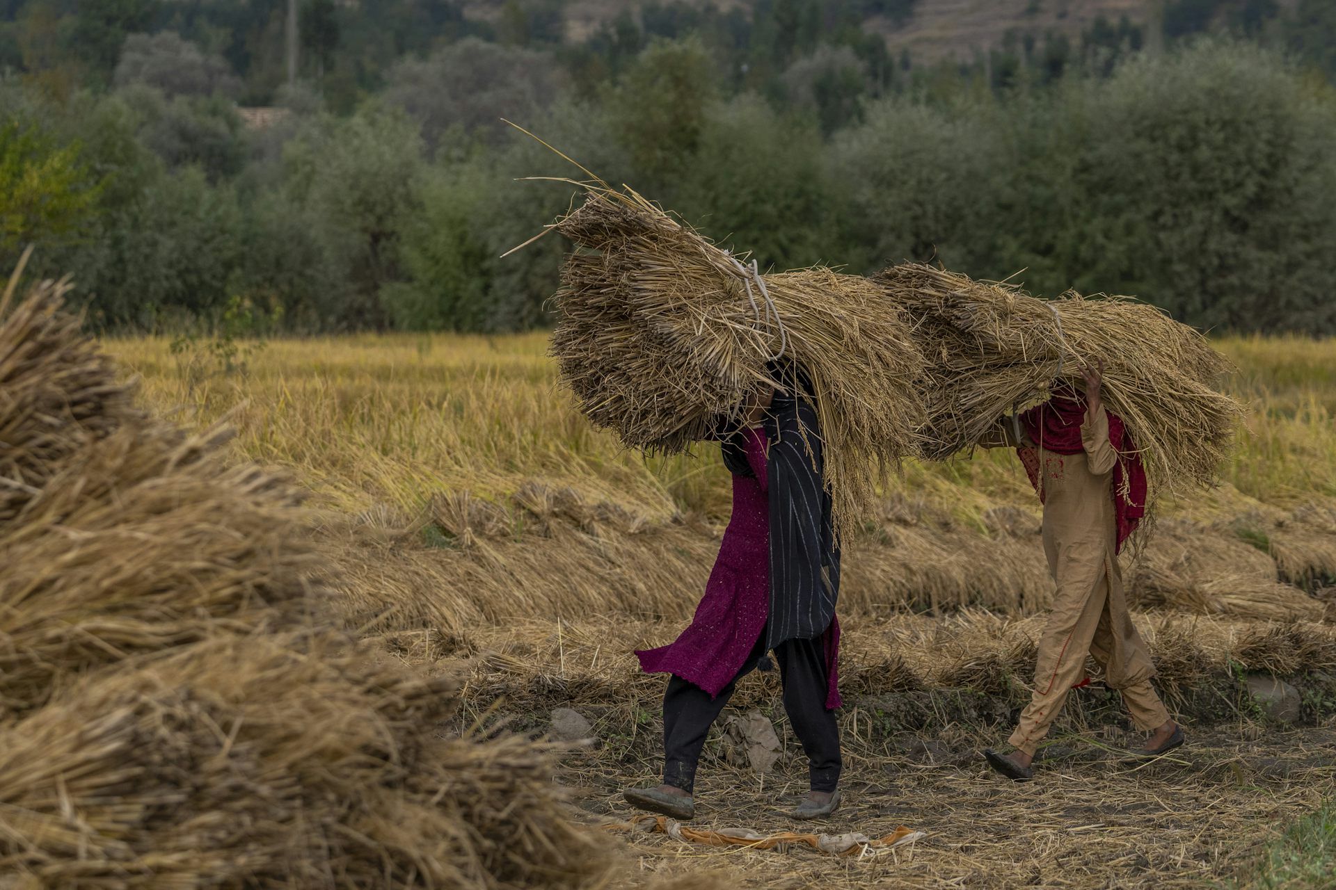 Des femmes du Cachemire transportent du riz fraîchement récolté