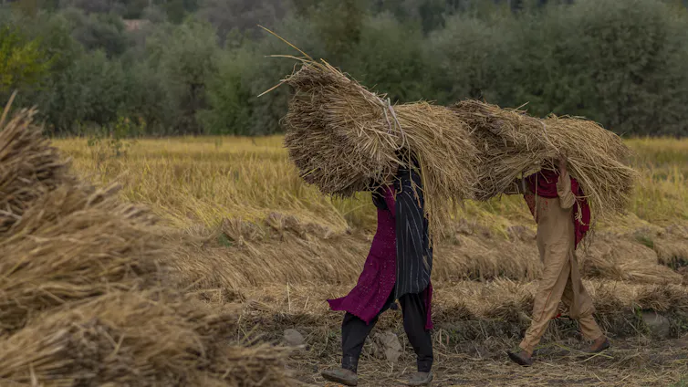 Des femmes du Cachemire transportent du riz fraîchement récolté