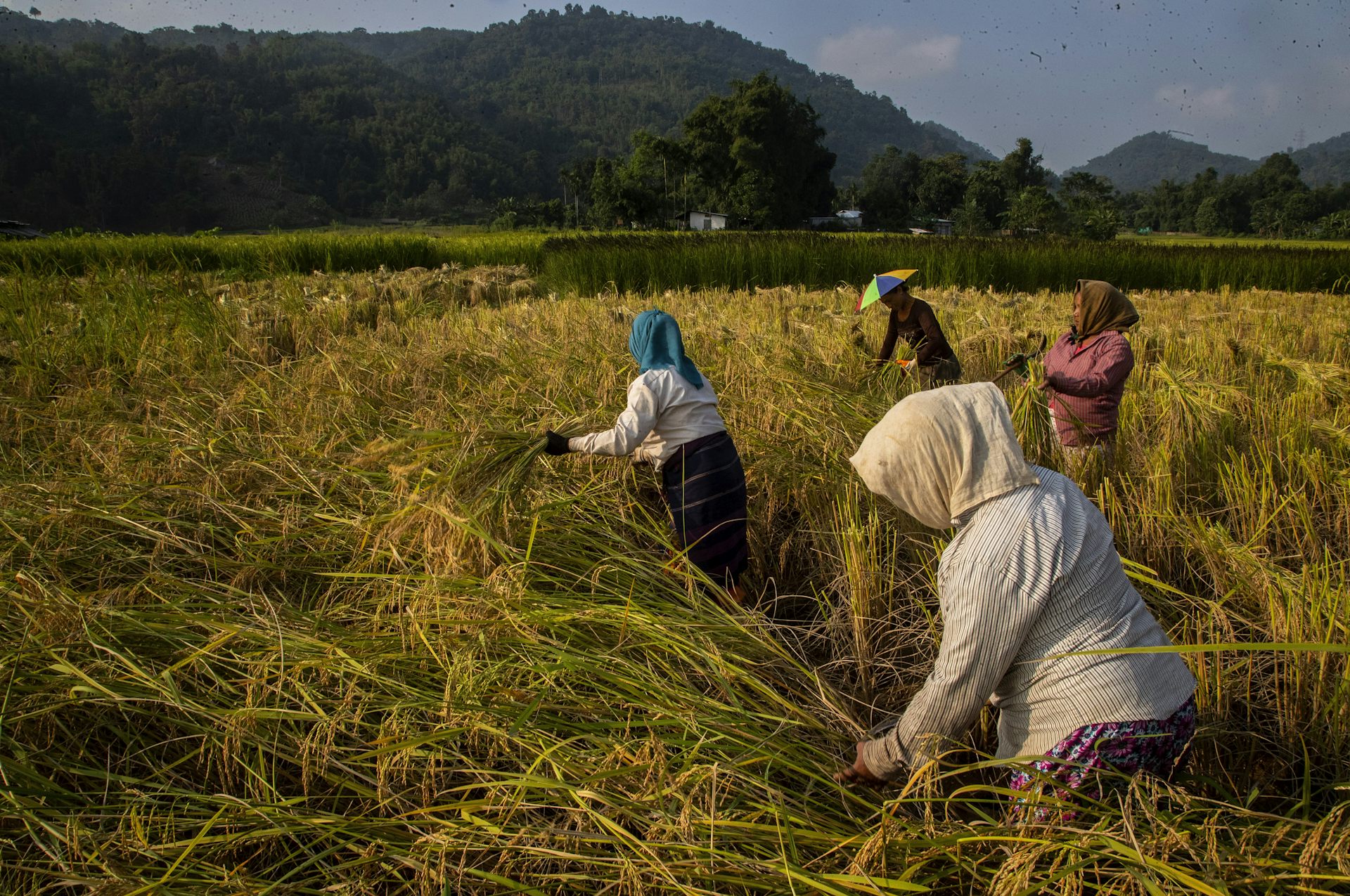 Des femmes khasi récoltent le riz dans un village indien.