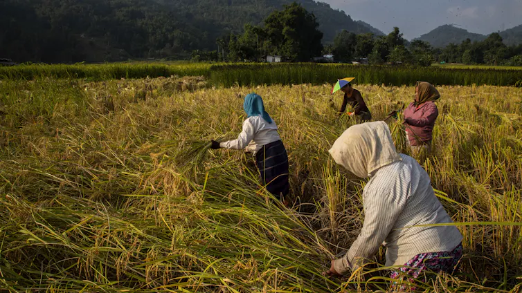 Des femmes khasi récoltent le riz dans un village indien.