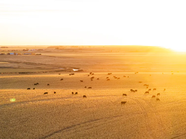 Las vacas comen en un campo bañado por el sol. Hay vacas negras en el campo dorado.