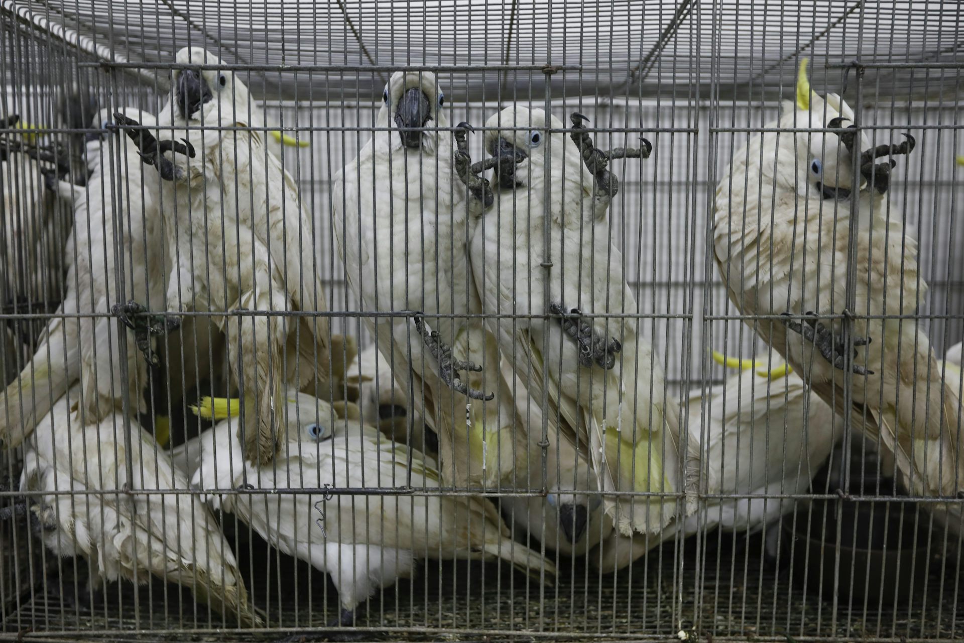 Crime against wildlife is surging in Australia. These 4 reforms can help tackle it