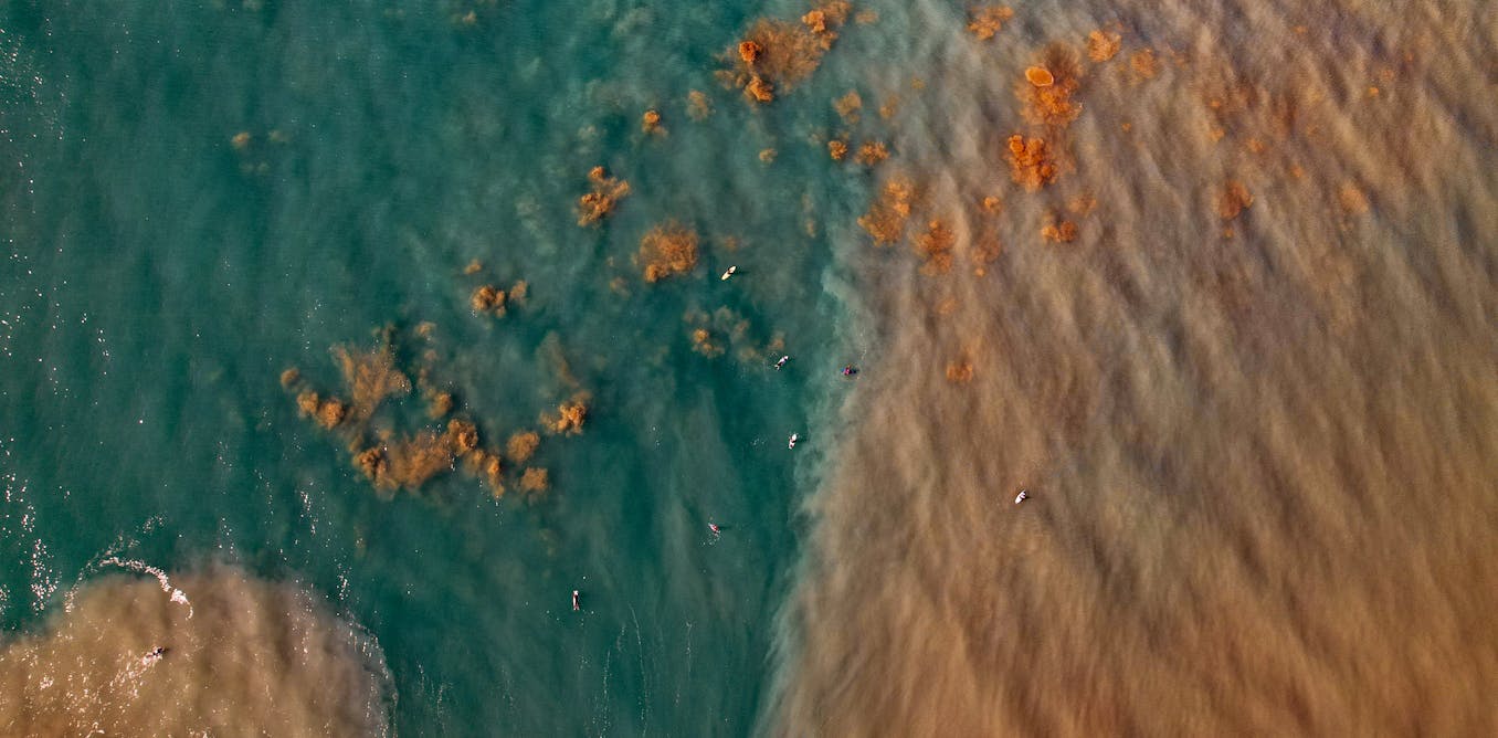 New Research Highlights the Danger of ‘Marine Darkwaves’ to Ocean Ecosystems New Research Highlights the Danger of ‘Marine Darkwaves’ to Ocean Ecosystems