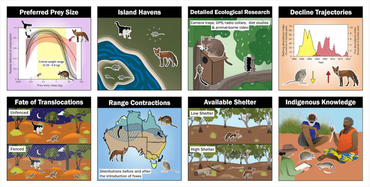 figure showing main reasons why cats and foxes are linked to mammal extinctions in Australia.