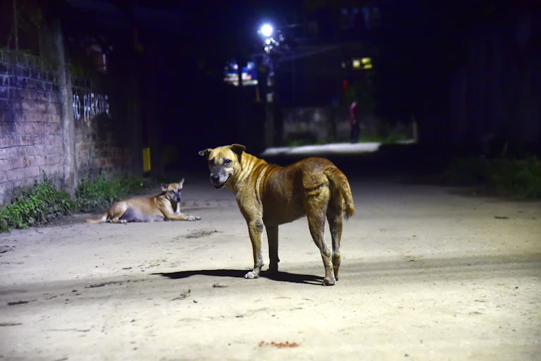 Deux chiens des rues en Inde