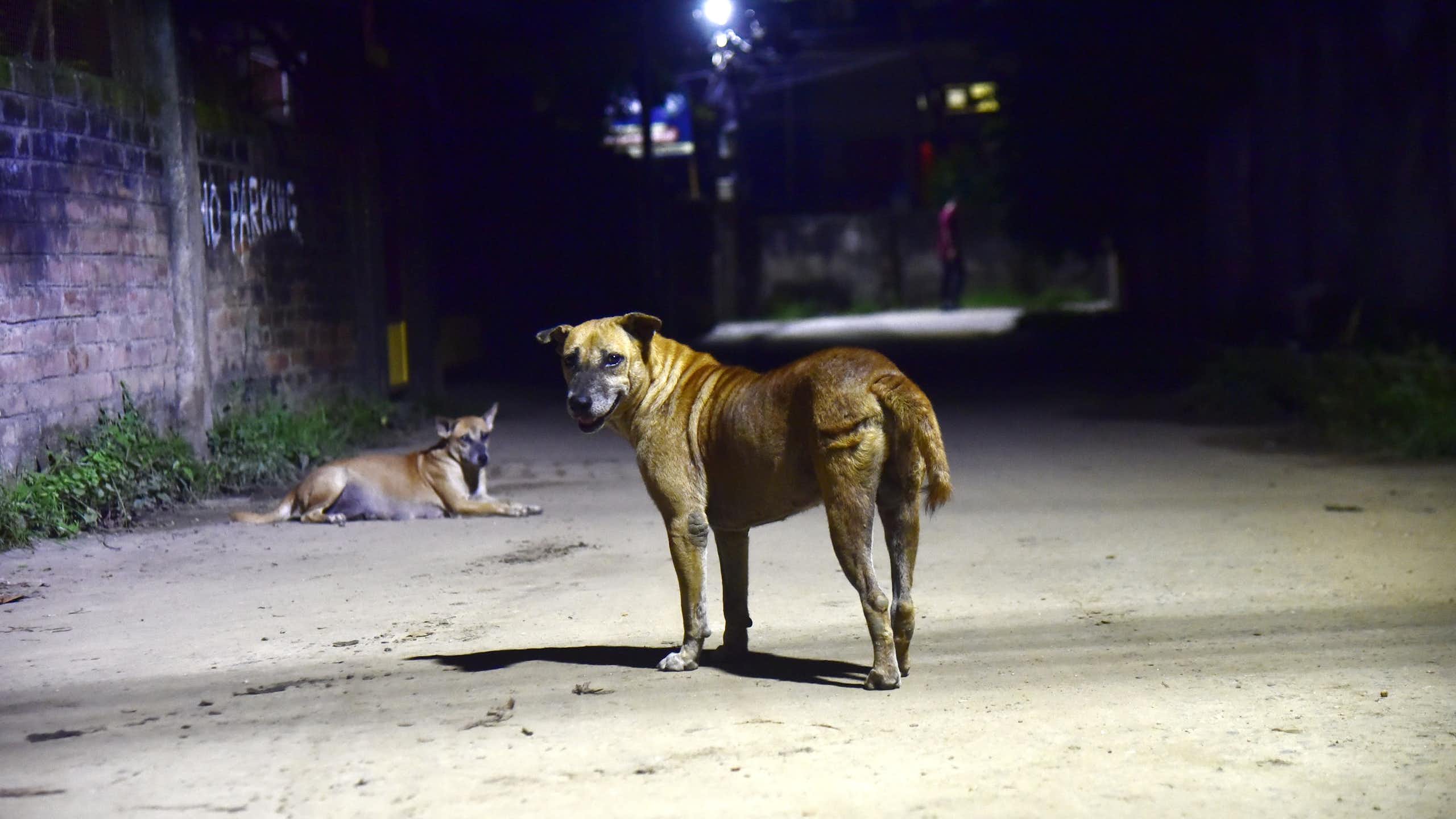 Deux chiens des rues en Inde
