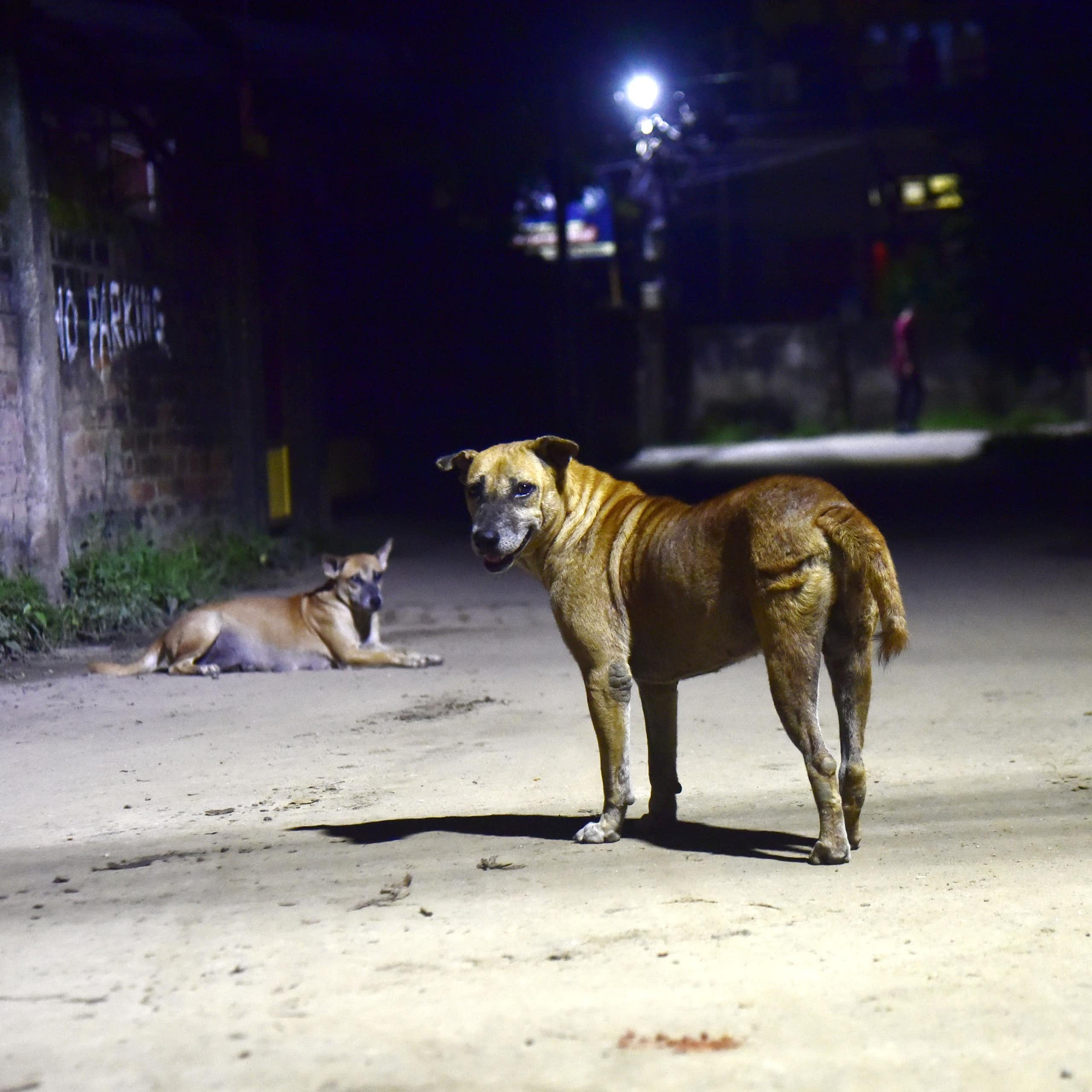 Deux chiens des rues en Inde