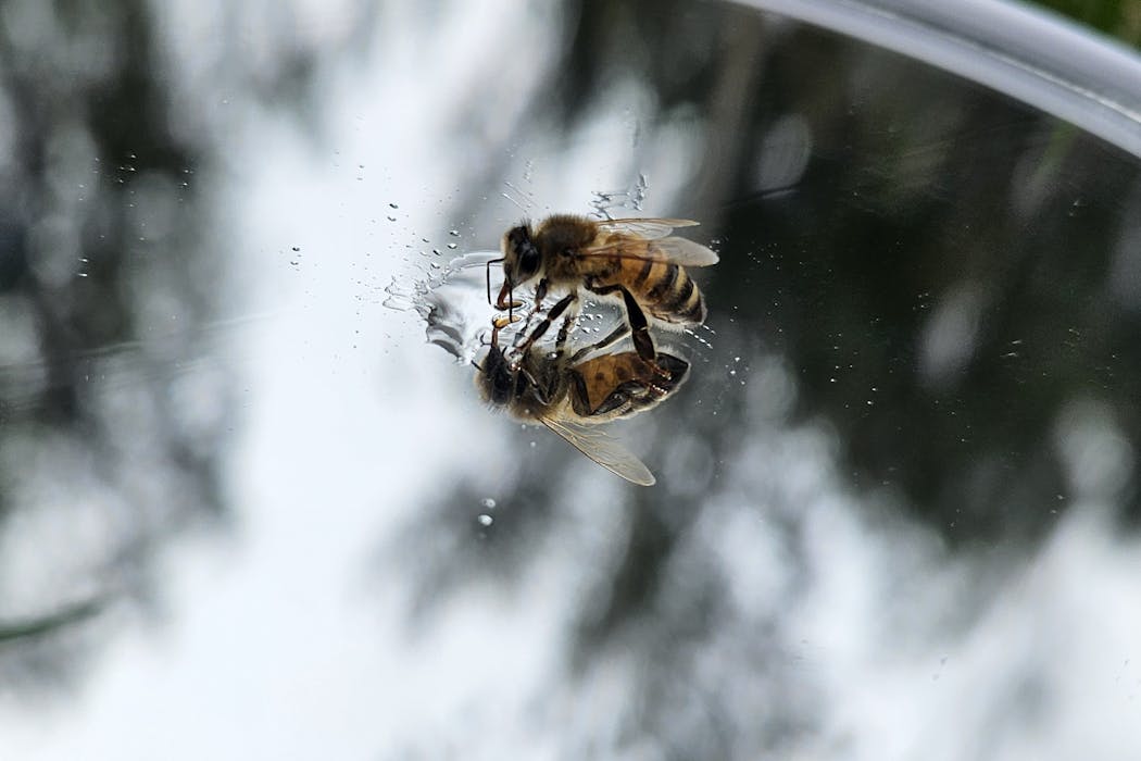 Abelhas podem ser usadas como modelo de vida alienígena inteligente para desenvolvimento da comunicação interestelar