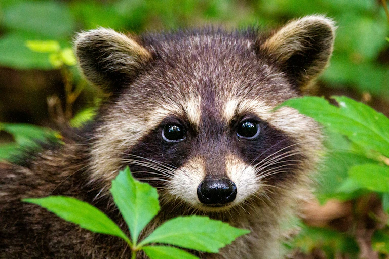 Close-up of raccoon among green leaves