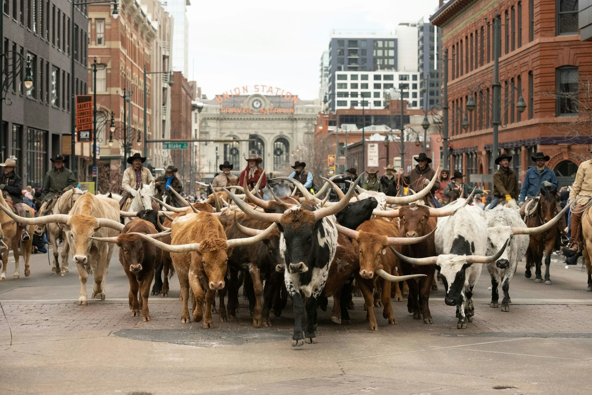 A herd of longhorn cattle fills a downtown street, guided by cowboys on horseback, with the Union Station building and sign in the distance.
