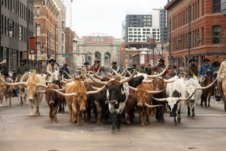 A herd of longhorn cattle fills a downtown street, guided by cowboys on horseback, with the Union Station building and sign in the distance.