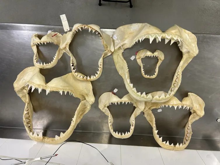 Sete mandíbulas de tubarão dispostas sobre uma mesa de aço.