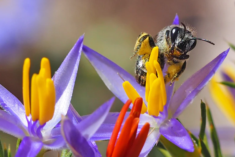 A bee collecting pollen from a bright purple and yellow flower.