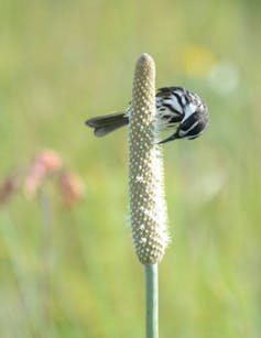 A black and white bird poking its beak at a grey-white conical flower.