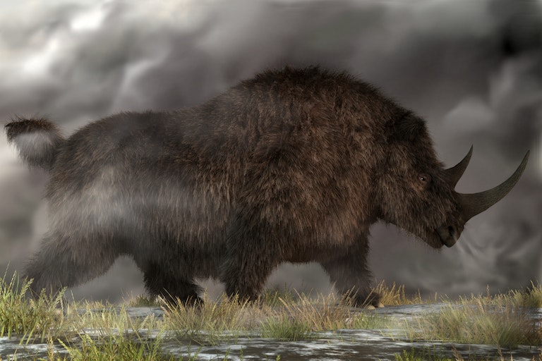 Artist's impression of a woolly rhino.