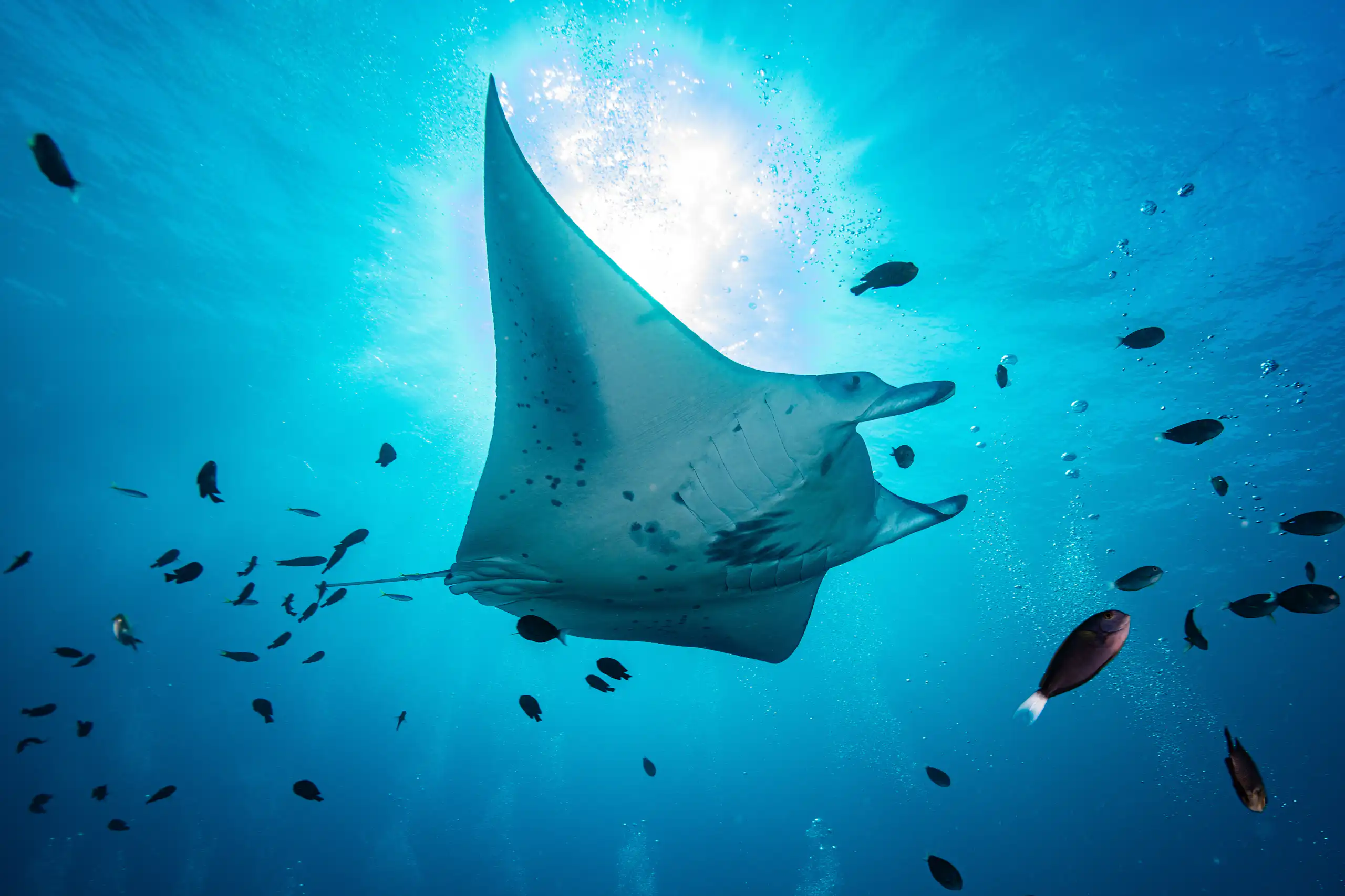 A manta ray surrounded by fish in the ocean.