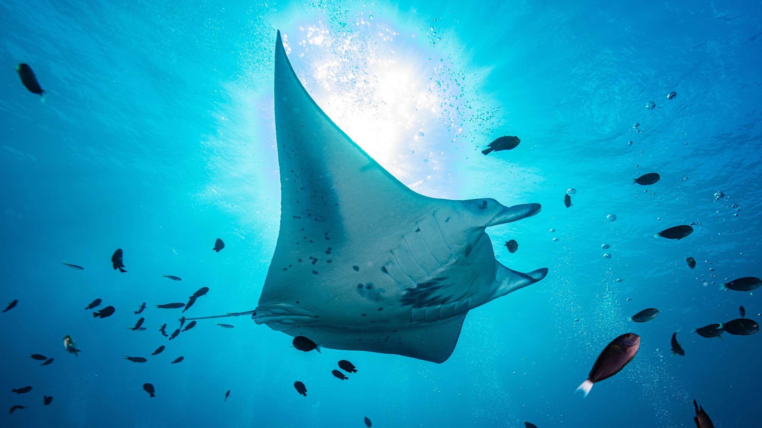 A manta ray surrounded by fish in the ocean.
