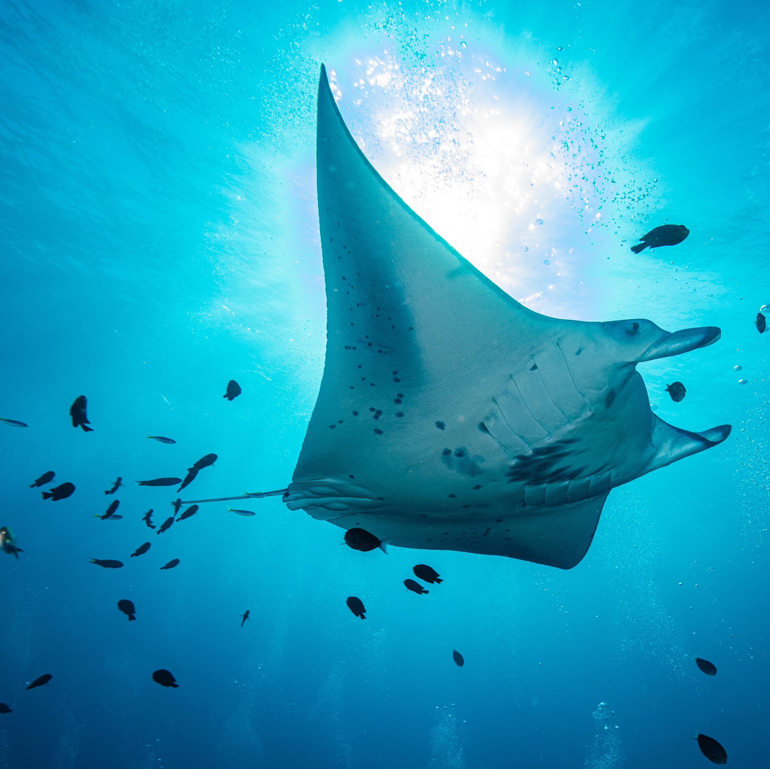 A manta ray surrounded by fish in the ocean.