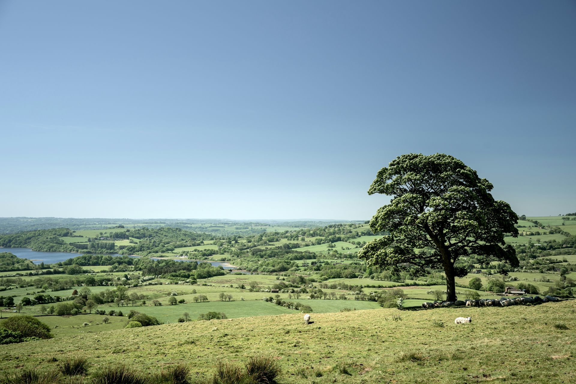 A rolling, green field with a tree and a clear, blue sky.