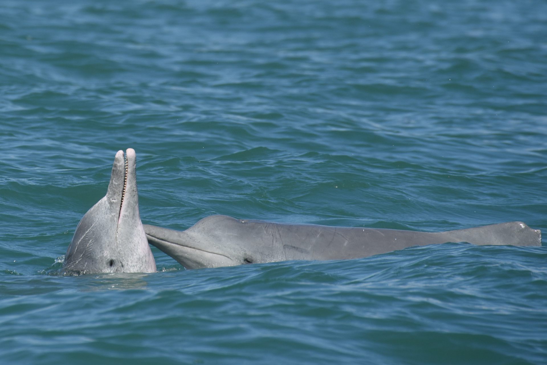 Social lives of whales and dolphins shape the spread of infectious diseases