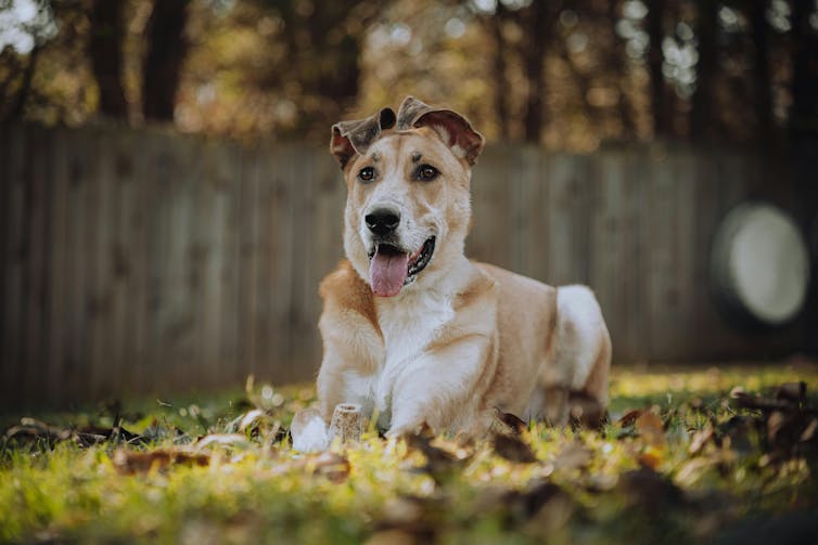A dog lying in a sunny yard.
