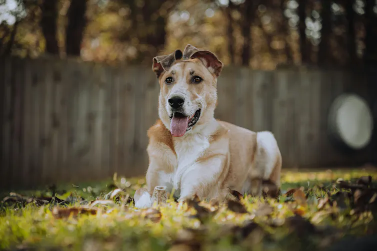 A dog lying in a sunny yard.