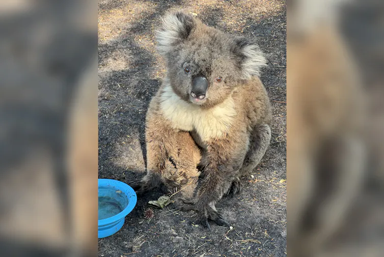 A koala sits on the ground, with a large blue bowl of water in front of it.