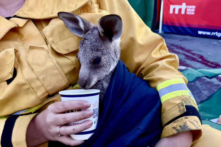 A joey found by firefighters near the Harcourt fire in Victoria.