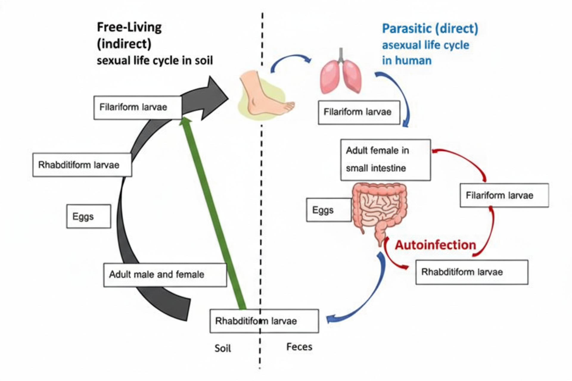 Siklus hidup dan jalur infeksi &acirc;Strongyloides stercoralis&acirc;.