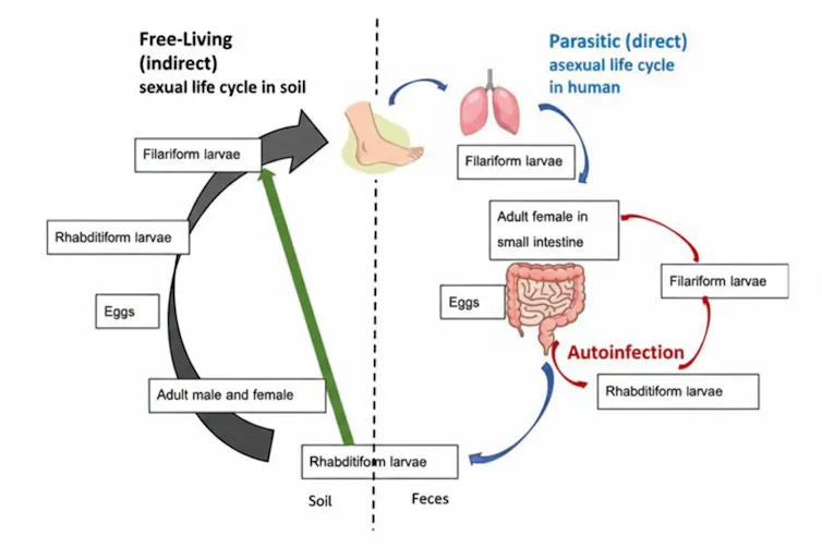 Siklus hidup dan jalur infeksi ‘Strongyloides stercoralis’.