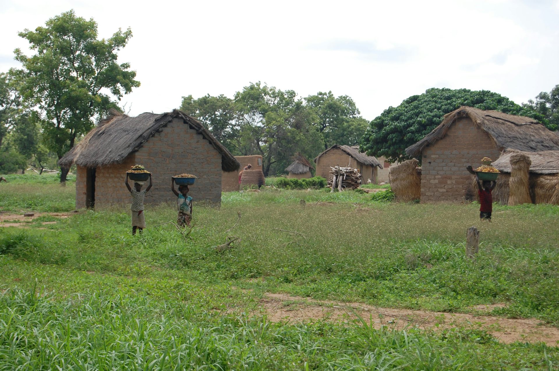 Global demand for shea butter is growing: but it’s not all good news for the women who collect the nuts