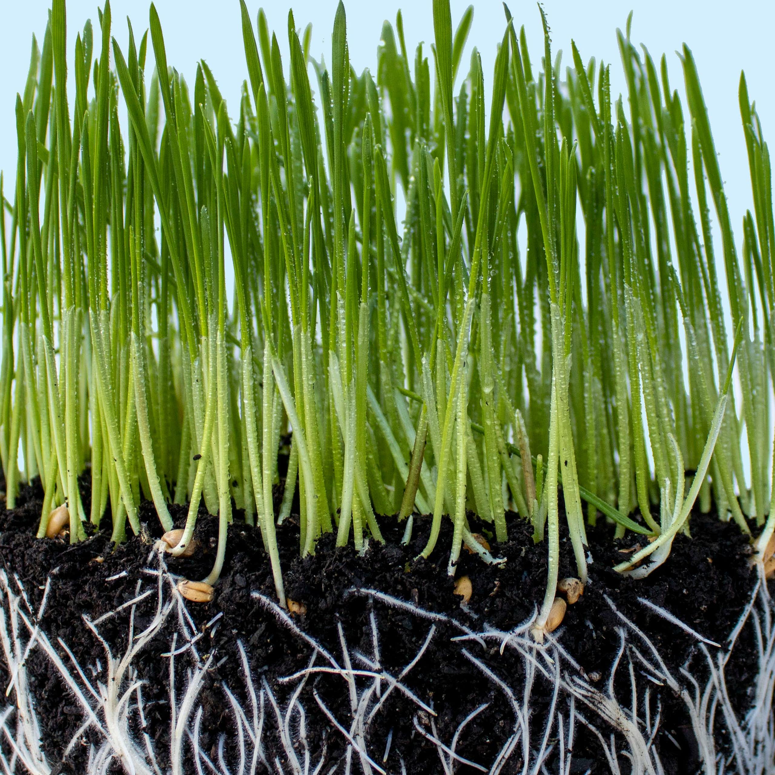 des pousses et leurs racines