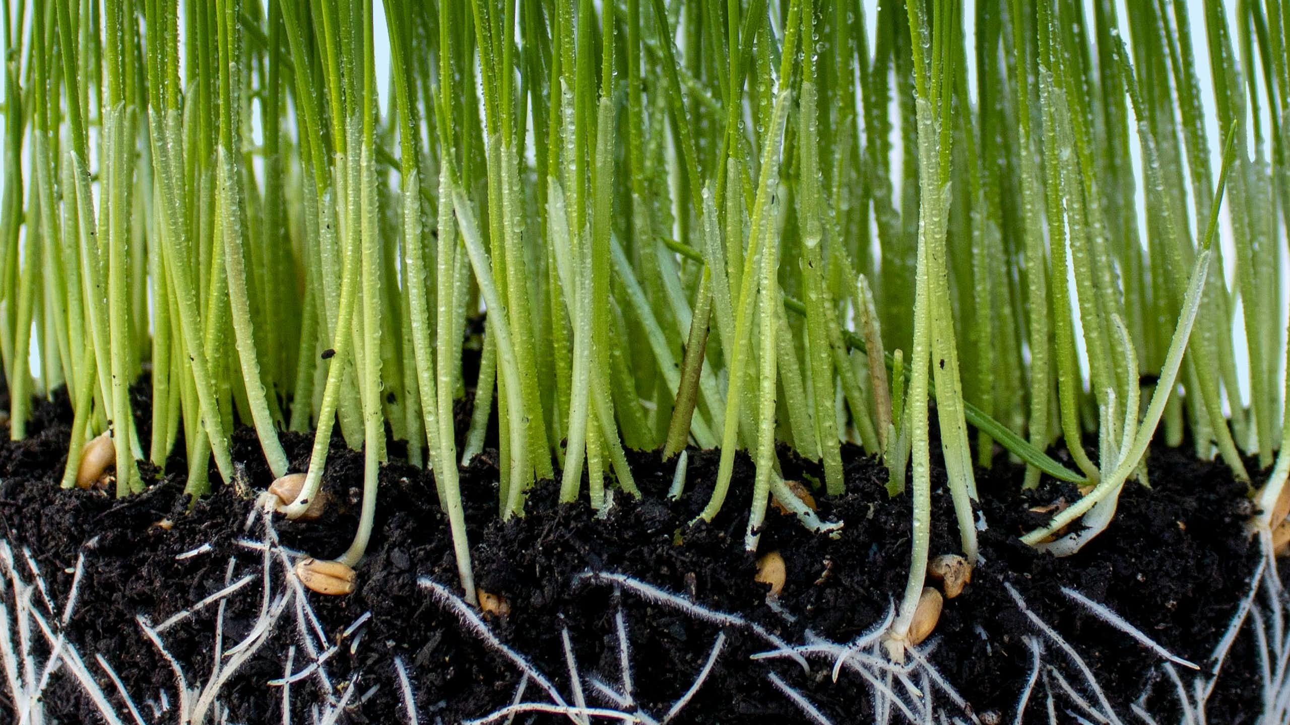 des pousses et leurs racines