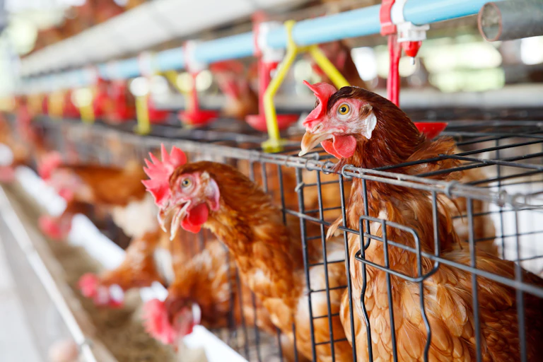 hens poking heads through cage in factory