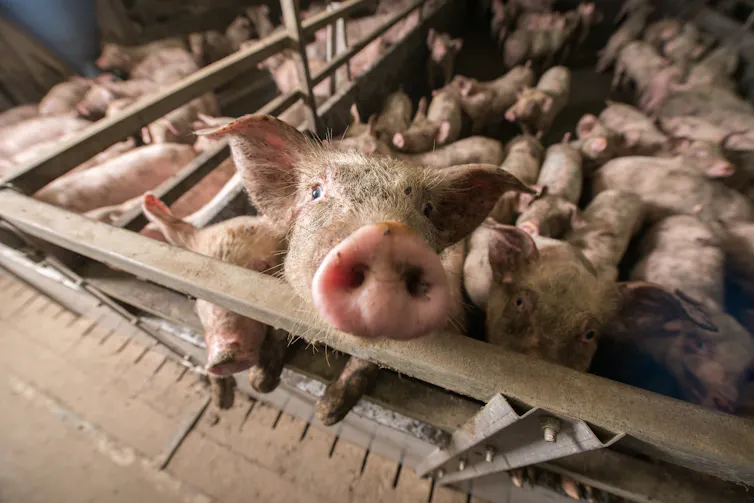 busy pig enclosure at farm, one pig looking up to camera