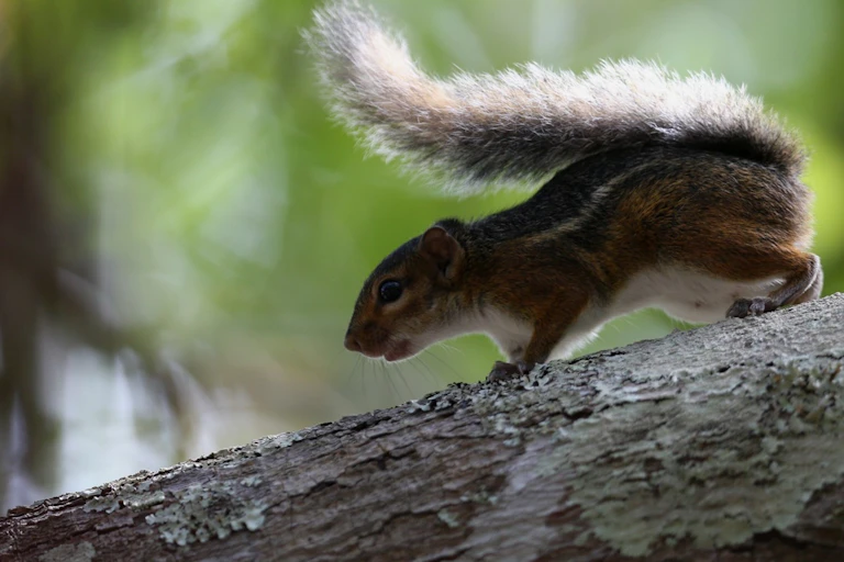 Photo d’un écureuil arboricole Funisciurus leucostigma (contrairement à ce qu’affirme la fiche Wikimedia Commons correspondante, qui le présente de façon erronée comme appartement à l’espèce F. pyrropus).