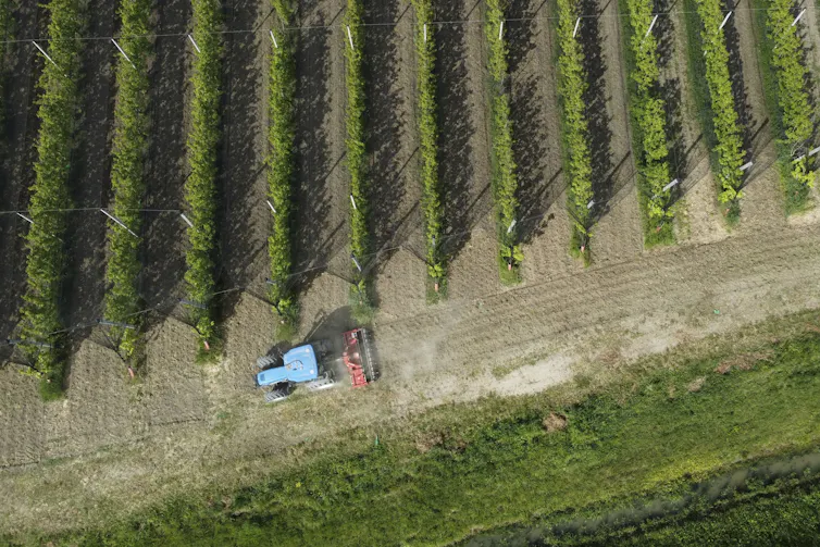 A tractor moves alongside a field with rows of crops.