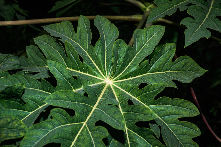 A pawpaw tree blooming with flowers