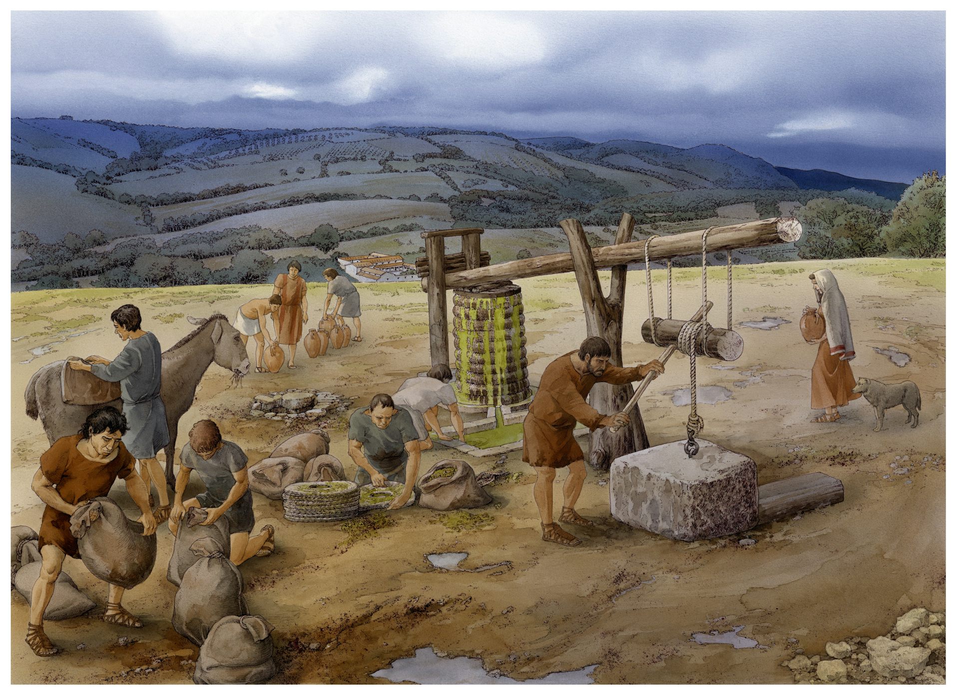 Olives have been essential to life in Italy for at least 6,000 years – far longer than we thought