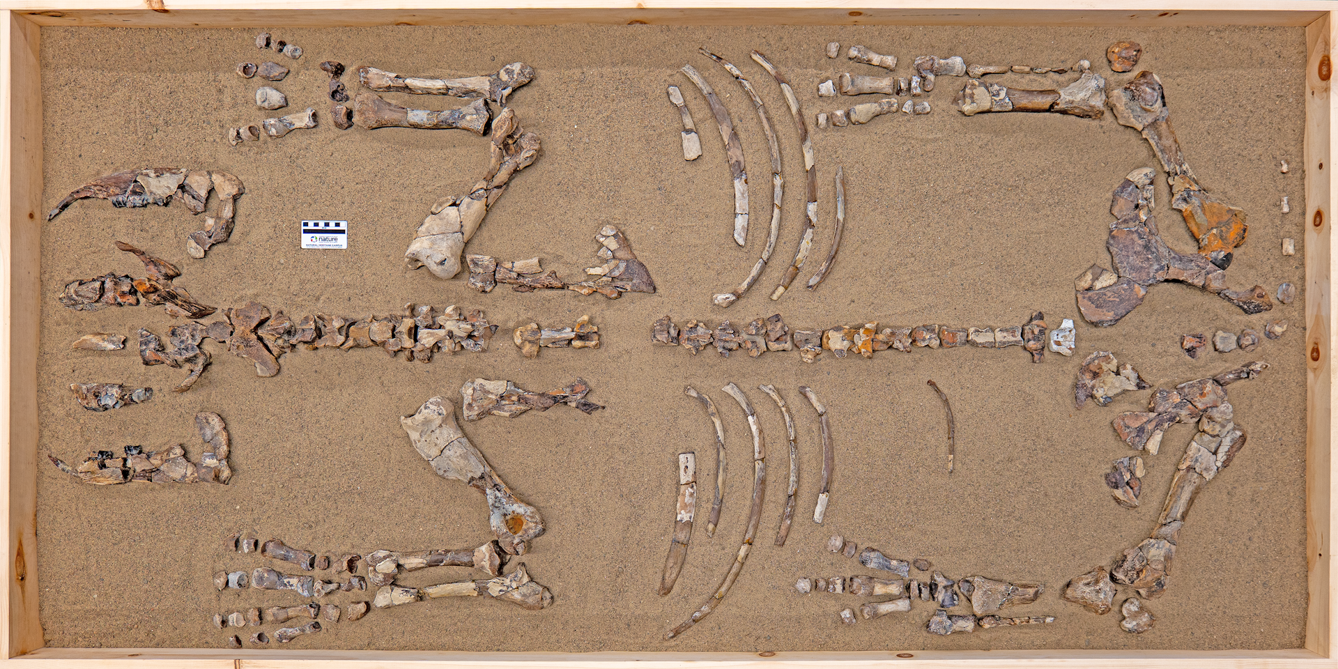 Epiaceratherium itjilik: The rhino that lived in the Arctic