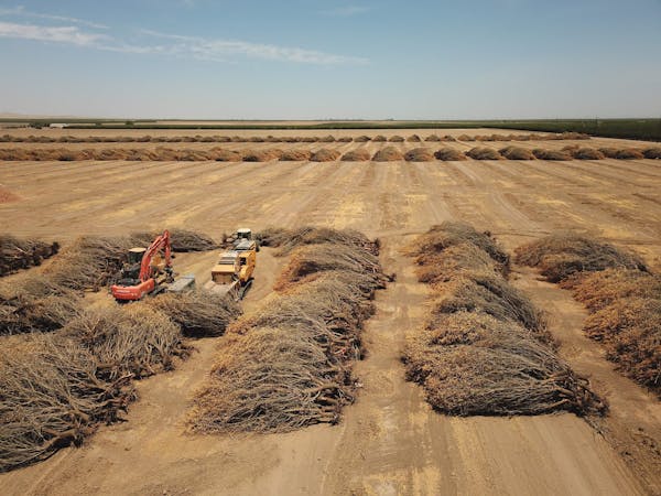 Rows with dozens of dead almond trees lie in an open field with equipment used to remove them.
