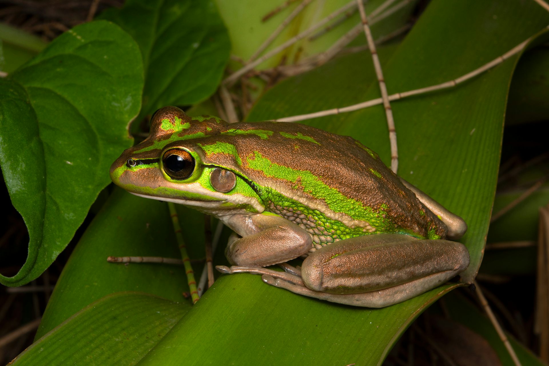 Citizen scientists are spotting more and more rare frogs on private land