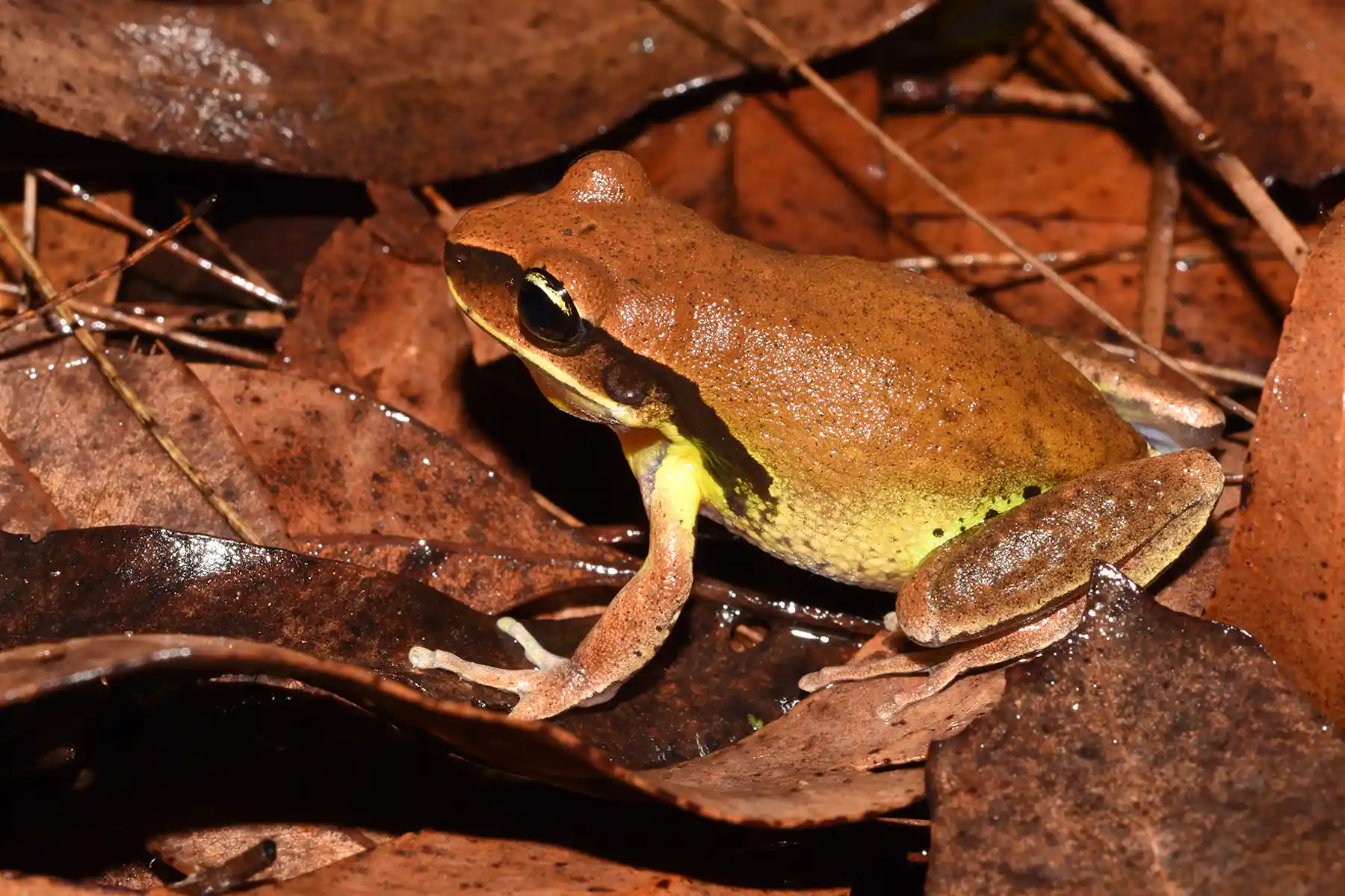 Local Frog Citizen scientists are spotting more and more rare frogs on private ...