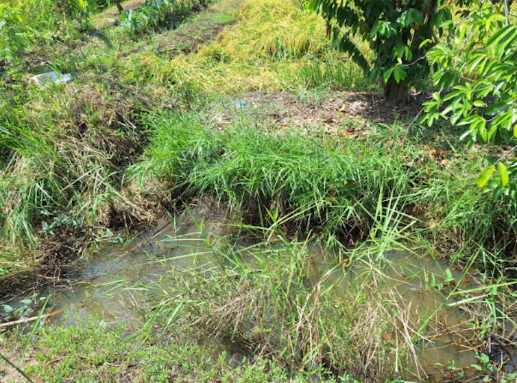 Kondisi lahan persawahan di Kalimantan Selatan yang berair, bertekstur tanah gembur, dan sedikit berlempung jadi lingkungan yang baik bagi perkembangan ‘Strongyoides stercoralis’.